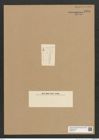 Diatomeae indet. Zeichnungen Sammlung Grunow Nr. 5944 (NHMW-BOT-W0374415)
